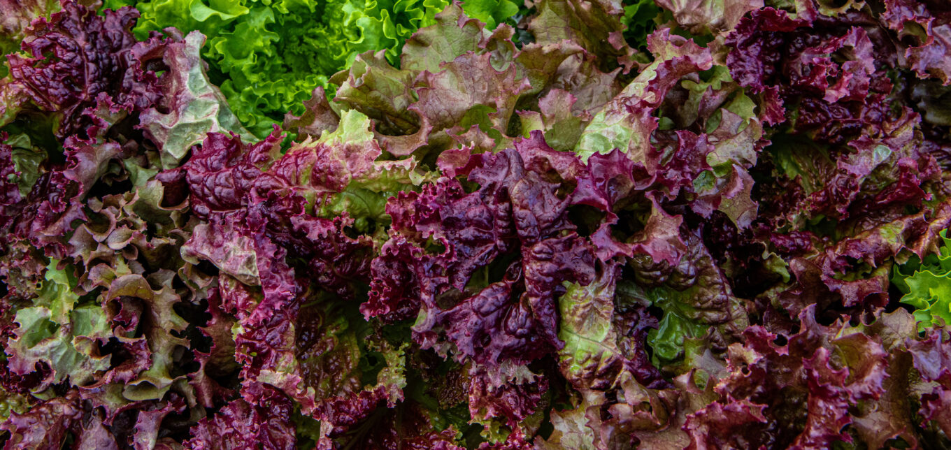 Best Lettuce Varieties to Grow – Mother Earth News - Vimarsana News